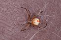 Latrodectus_hasselti_D3402_Z_88_E. of Nuendah homestead_Australie